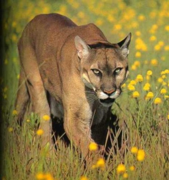 Mountain Lion Attacks Austin Boy Overreact And Keep Your Childre Culturemap Austin