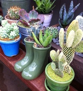 Redenta's Garden in Dallas